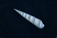 藏品(紅筍螺)的圖片